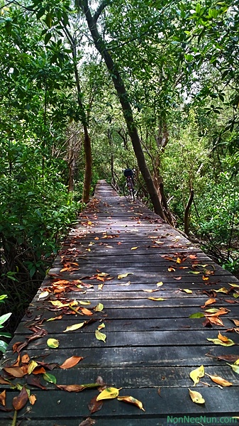 เส้นทางสะพานไม้ศึกษาป่าชายเลน