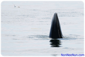 ภาพเคลื่อนไหววาฬกินปลา