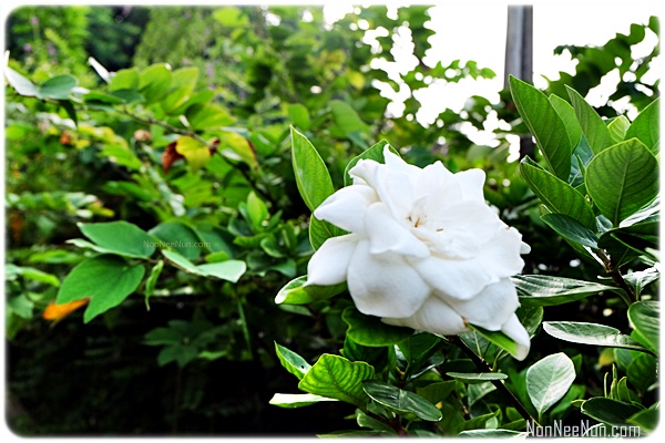 ไม้ดอกหอม0021