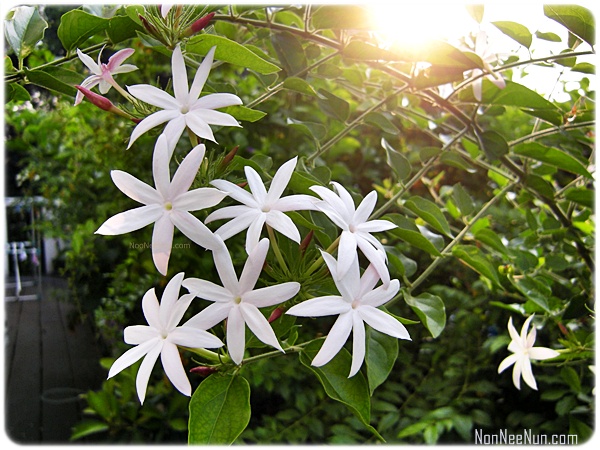 ไม้ดอกหอม0051