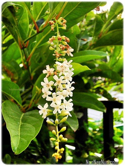 ไม้ดอกหอม012